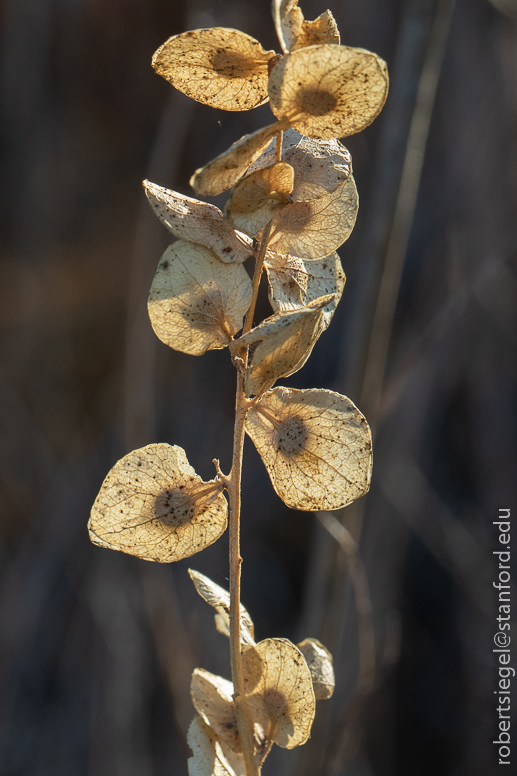 emily renzel wetlands